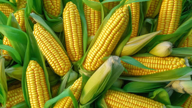Corn Farming Investment Project