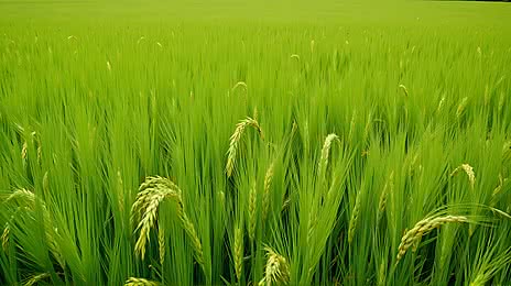 🌾 Rice Farming Investment Project