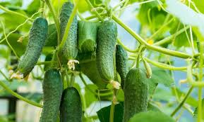 Cucumber Farming Investment Project