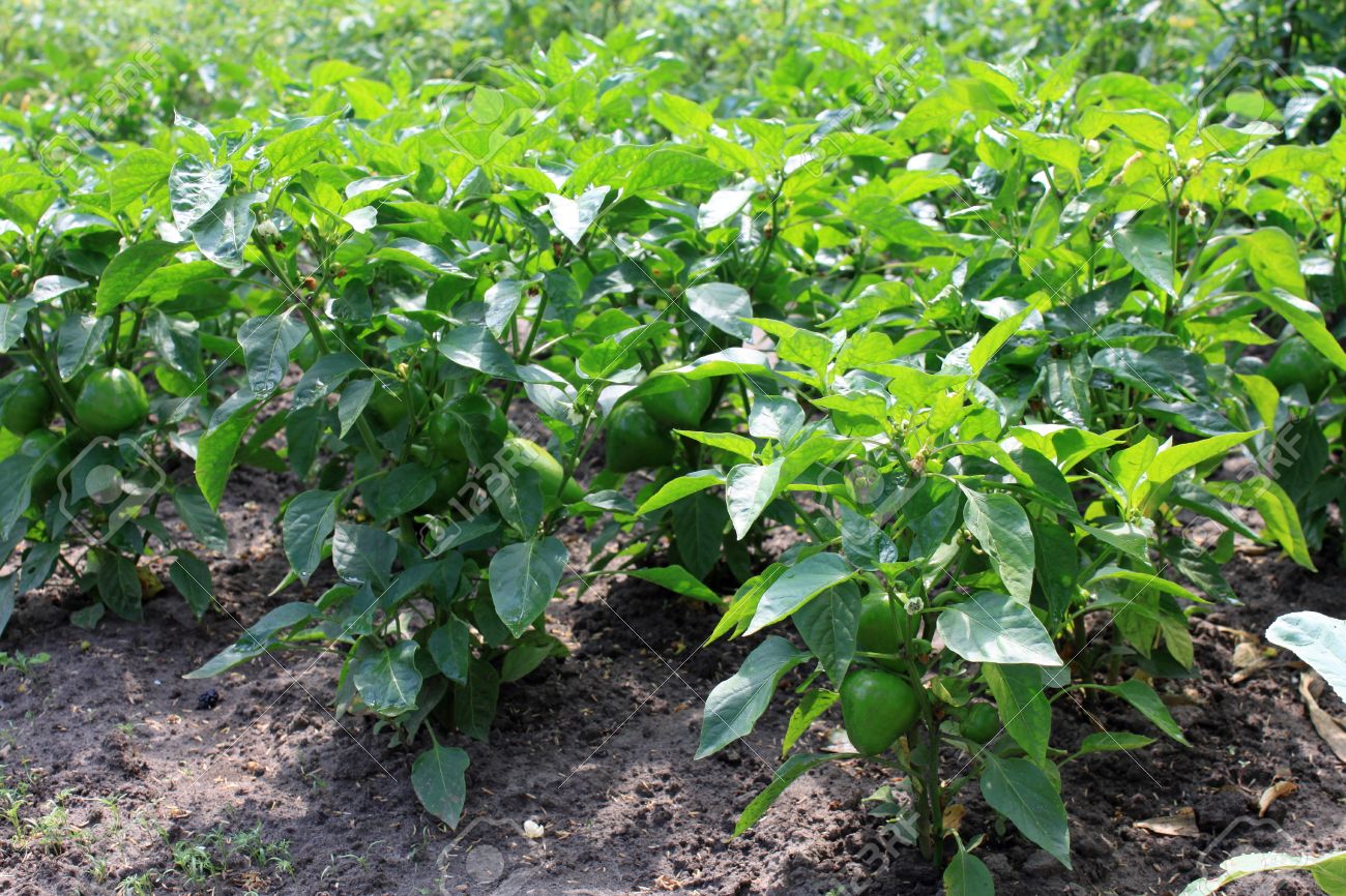Green Pepper Farming Investment 🌶️